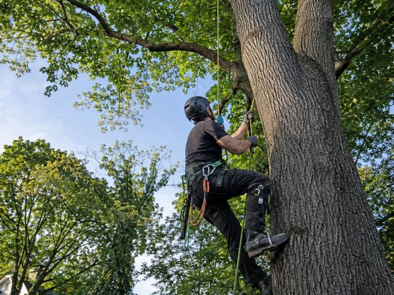 A Fergus Tree Service climber ascending a trunk on rope and spikes