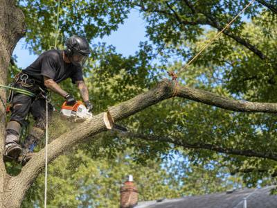Climber cutting a limb back above a roofline
