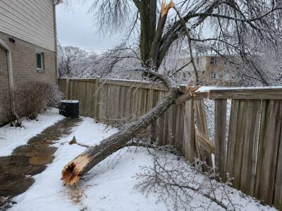 Storm-broken section resting across a backyard fence line