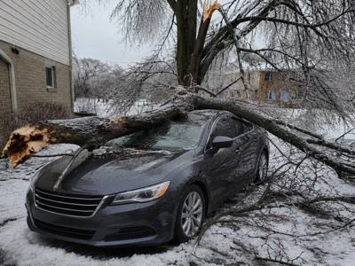 Ice-loaded tree down across a parked car after a freezing rain storm