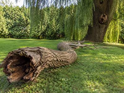 Hollow dead trunk section set down on the grass after removal