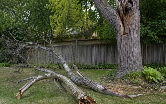 Dead limb still attached at a weak point high in the crown
