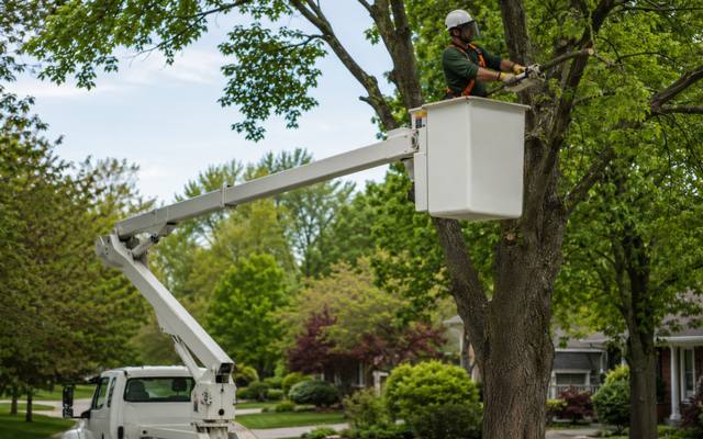 Bucket truck raised into position beside a mature tree for removal