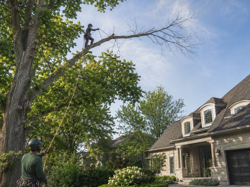 Front yard tree beside a Fergus home, before pruning work begins